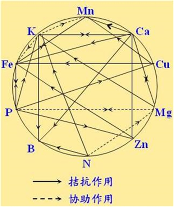 原料型鉀肥和鎂肥為什么會(huì)發(fā)生拮抗？