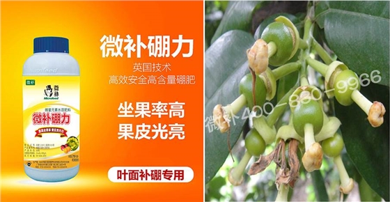 蜜柚促花壯花除了補(bǔ)磷還需要補(bǔ)硼鋅？