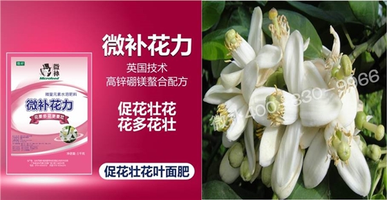 蜜柚促花壯花除了補(bǔ)磷還需要補(bǔ)硼鋅？