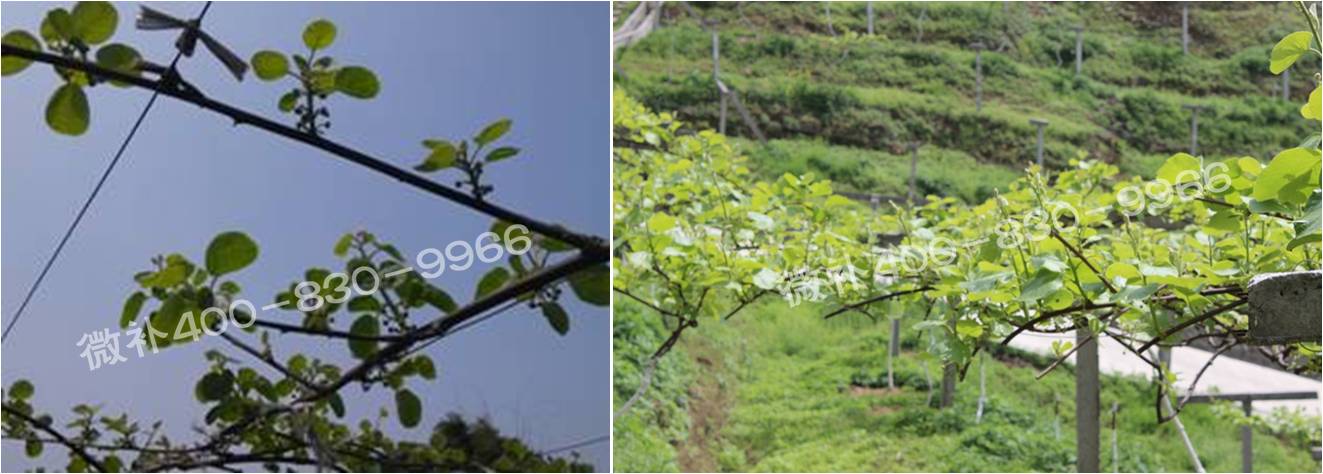 獼猴桃萌芽期如何施肥，才能促進(jìn)萌芽齊、萌芽壯？