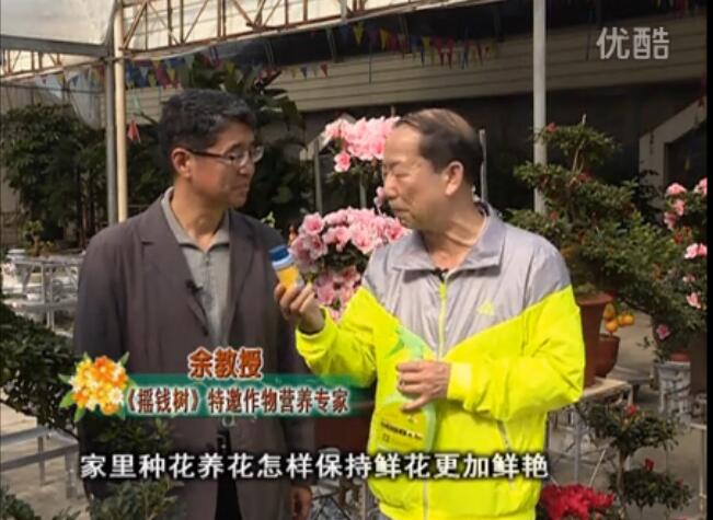 20160118珠江臺搖錢樹：家庭花卉用綠夫人600度鮮花營養(yǎng)液，花開鮮艷、花期長