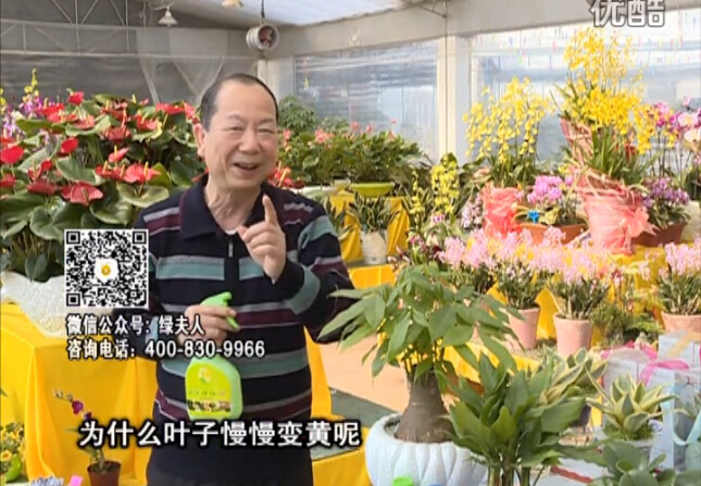 20160307珠江臺搖錢樹：陰生植物也不好種，黃葉多長勢弱？用綠夫人來呵護