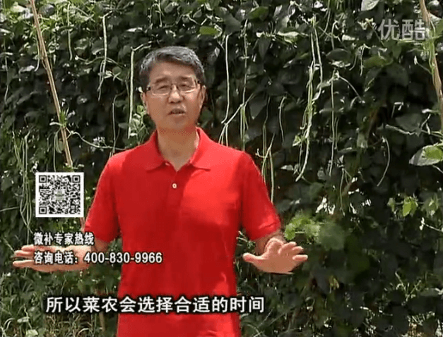 20160718珠江臺(tái)搖錢樹(shù)：瓜果蔬菜用微補(bǔ)水肥方案，結(jié)果多、有產(chǎn)量