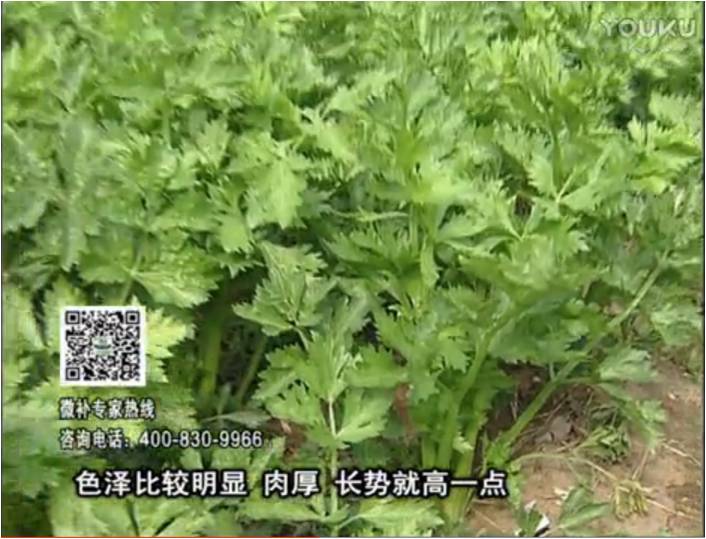 20170109珠江臺(tái)搖錢樹(shù)：葉菜如何種？長(zhǎng)勢(shì)好又高產(chǎn)！