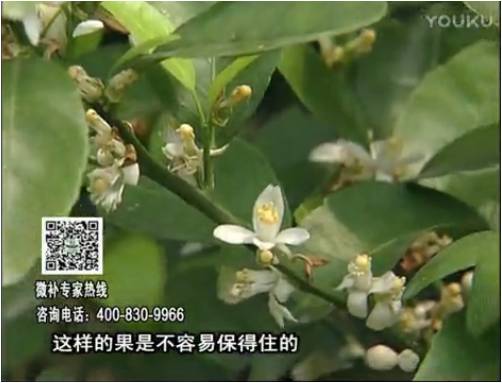 20170313珠江臺搖錢樹：柑橘淋沖微補根力鈣+精力，噴微補花力+硼力，來花健壯，預(yù)防減少弱花畸形花