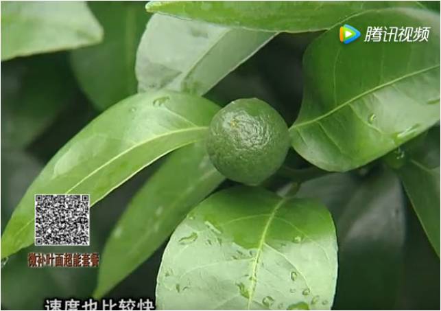 20170710珠江臺(tái)搖錢樹：提高果樹蔬菜長(zhǎng)勢(shì)